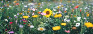 Laten Bloeien Effectiever Dan Snoeien - BOOM Strategie
